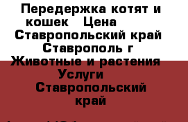 Передержка котят и кошек › Цена ­ 200 - Ставропольский край, Ставрополь г. Животные и растения » Услуги   . Ставропольский край